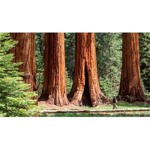 Rental Sequoia National Park