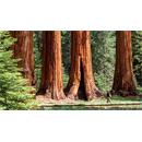 Private Tours Sequoia National Park